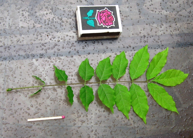 Image of Wisteria sinensis specimen.