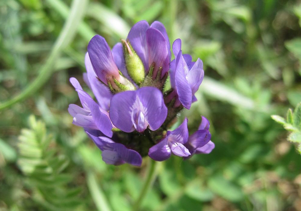 Изображение особи Astragalus danicus.