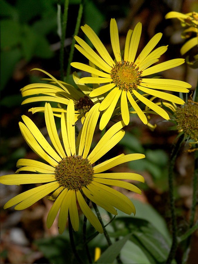 Изображение особи Doronicum austriacum.