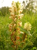 Pedicularis sibirica. Соцветие. Кемеровская обл., Кемеровский р-н, окр. дер. Тебеньковка. 12.06.2011.