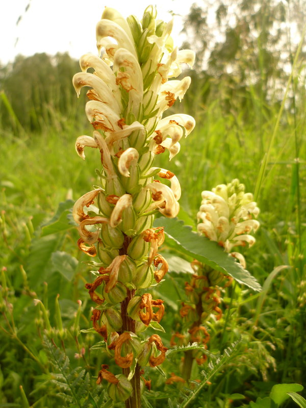 Изображение особи Pedicularis sibirica.