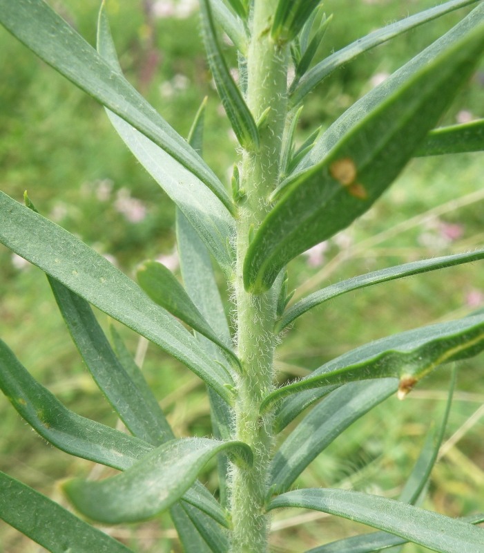 Изображение особи Linaria biebersteinii.