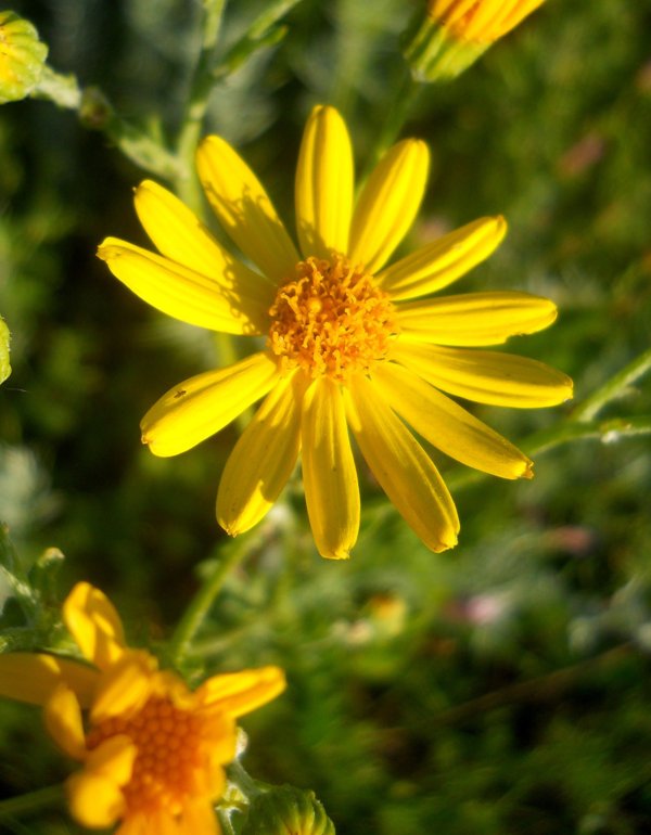 Image of Senecio jacobaea specimen.