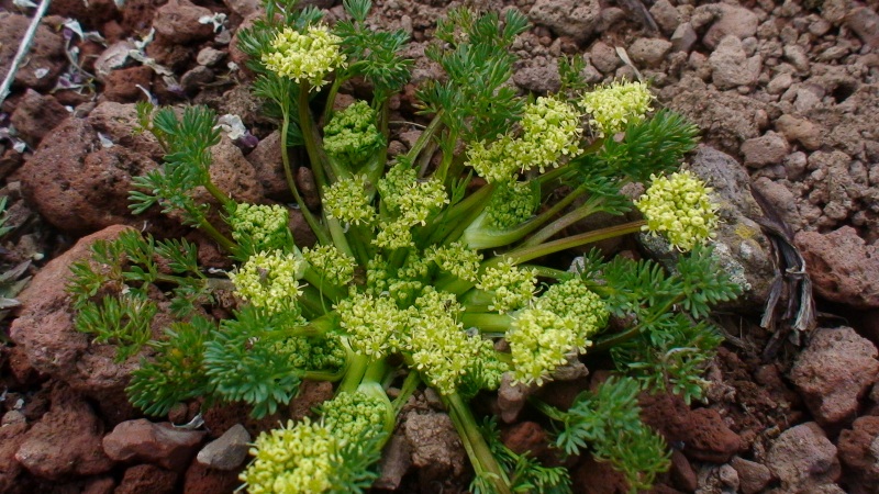 Image of Chamaesciadium acaule specimen.