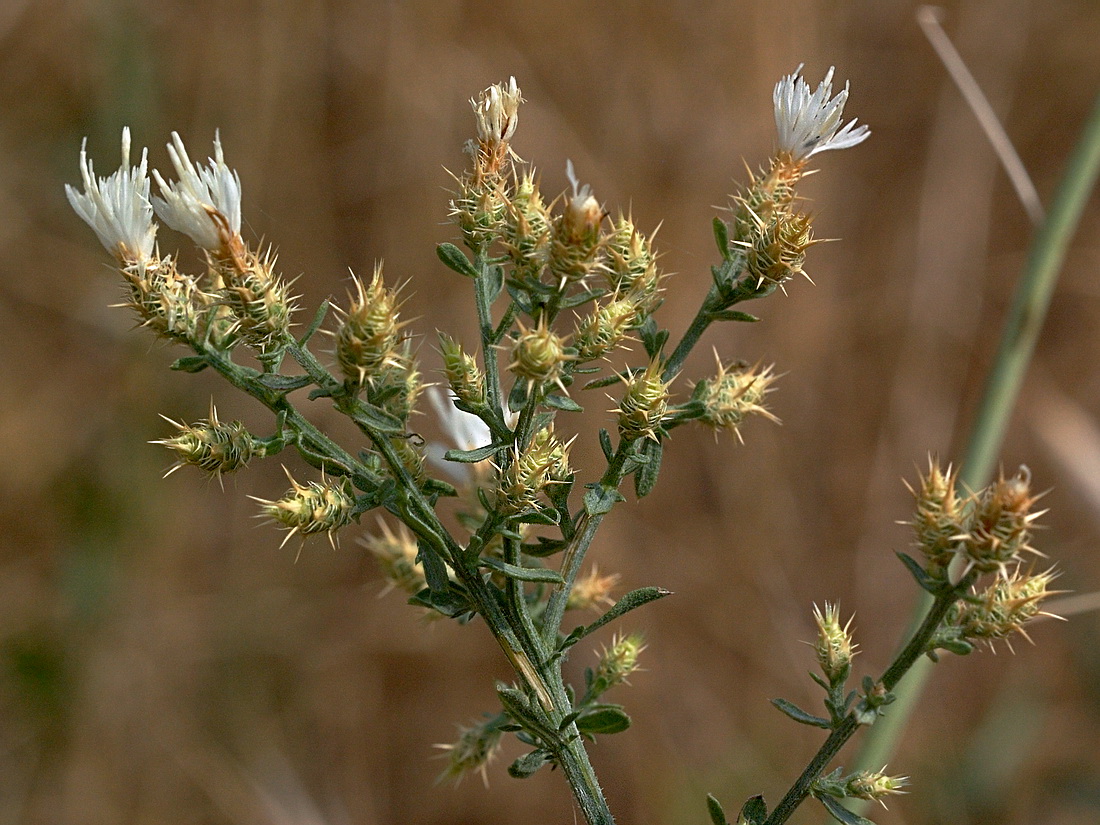 Image of Centaurea diffusa specimen.