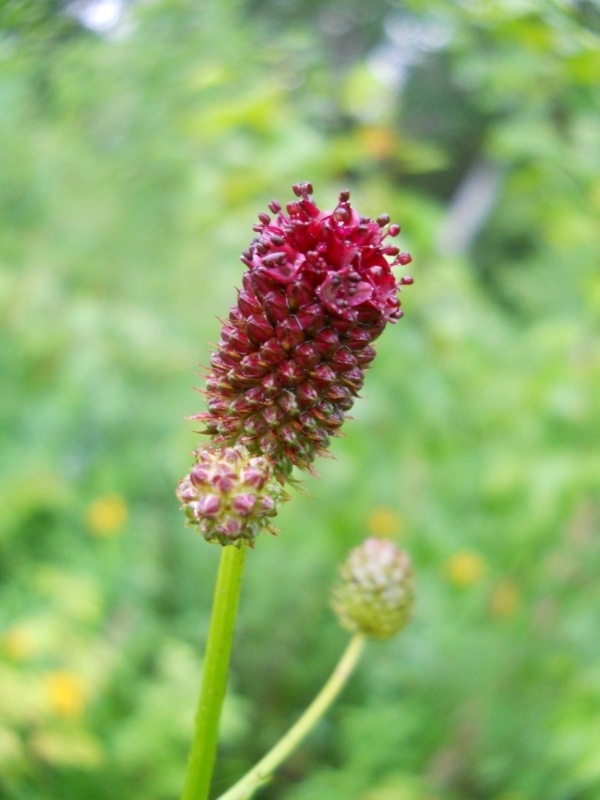 Изображение особи Sanguisorba officinalis.