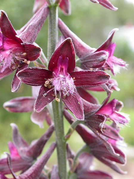Image of Delphinium puniceum specimen.