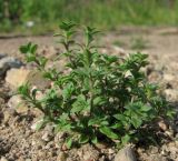 genus Cerastium