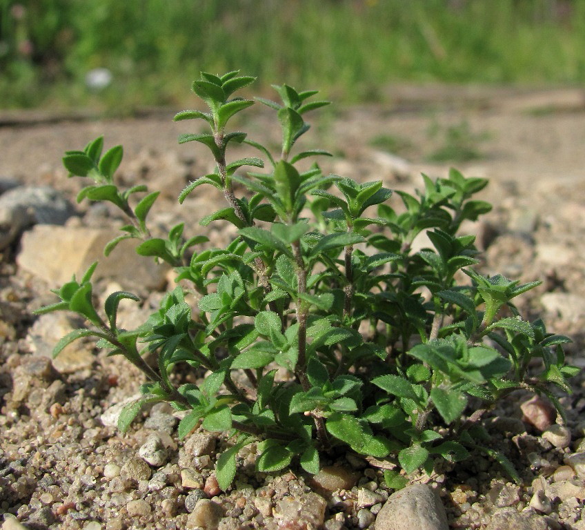 Image of genus Cerastium specimen.