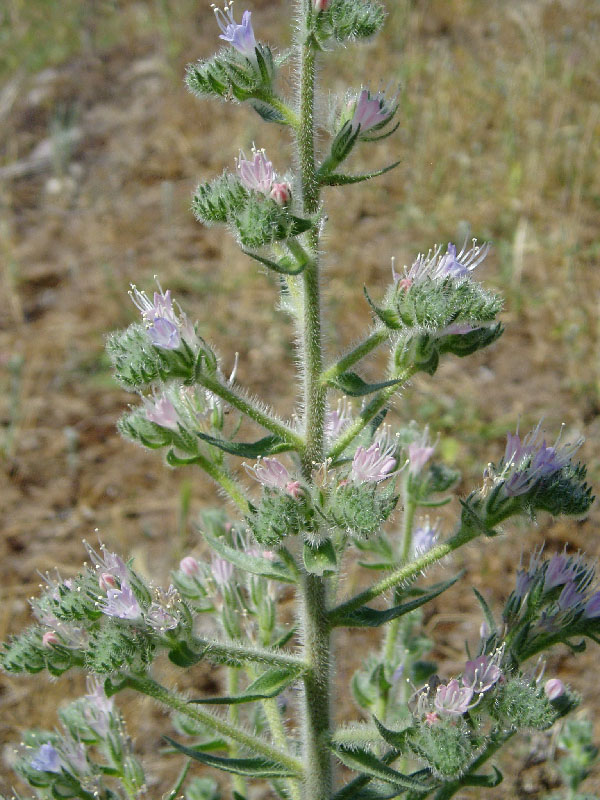 Image of Echium biebersteinii specimen.