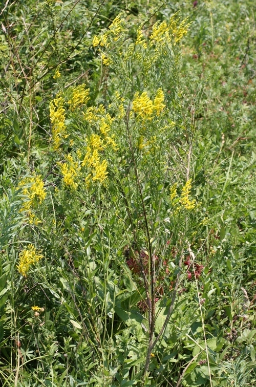 Image of Genista patula specimen.