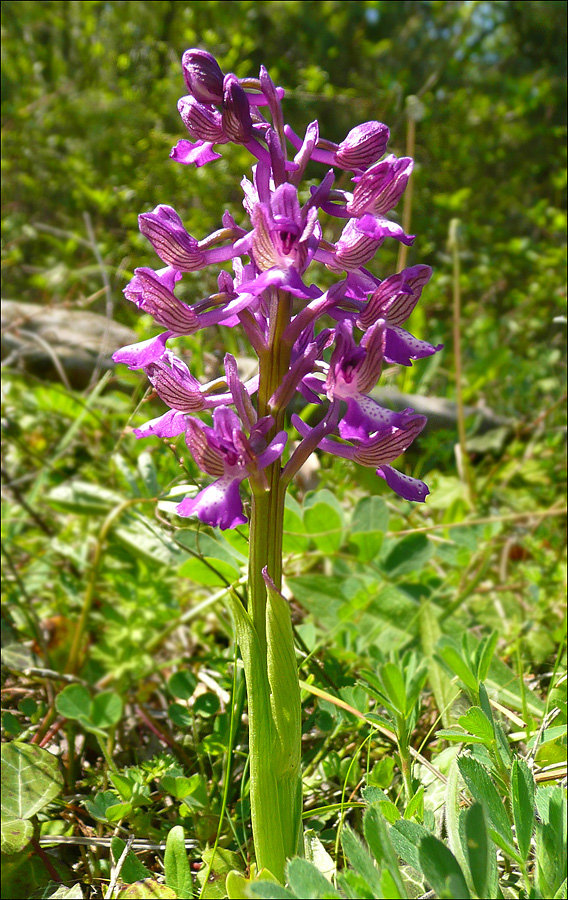 Image of Anacamptis morio ssp. caucasica specimen.