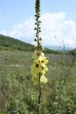 Verbascum blattaria