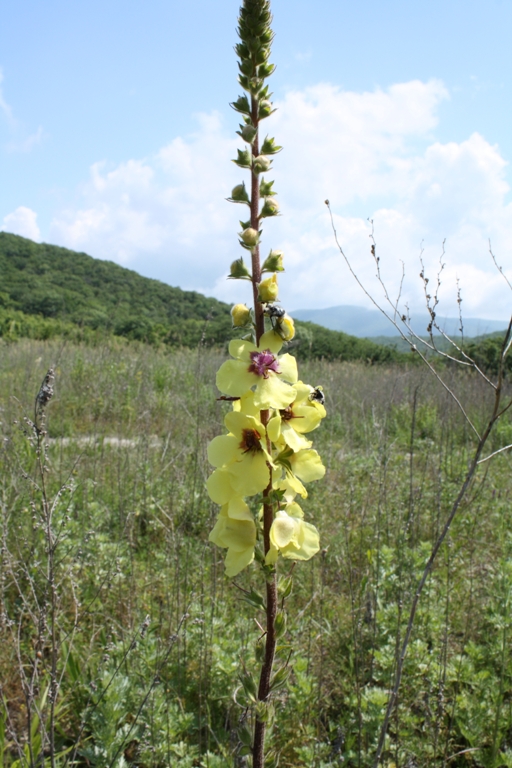 Изображение особи Verbascum blattaria.