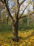 Betula lenta