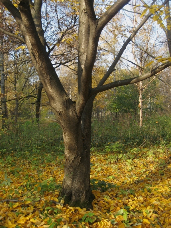 Изображение особи Betula lenta.