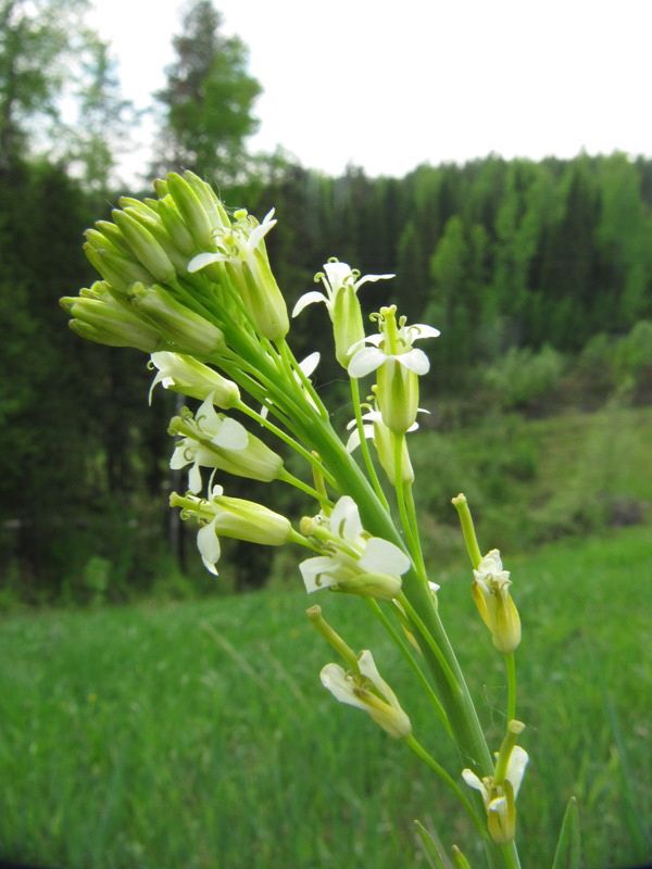 Изображение особи Turritis glabra.