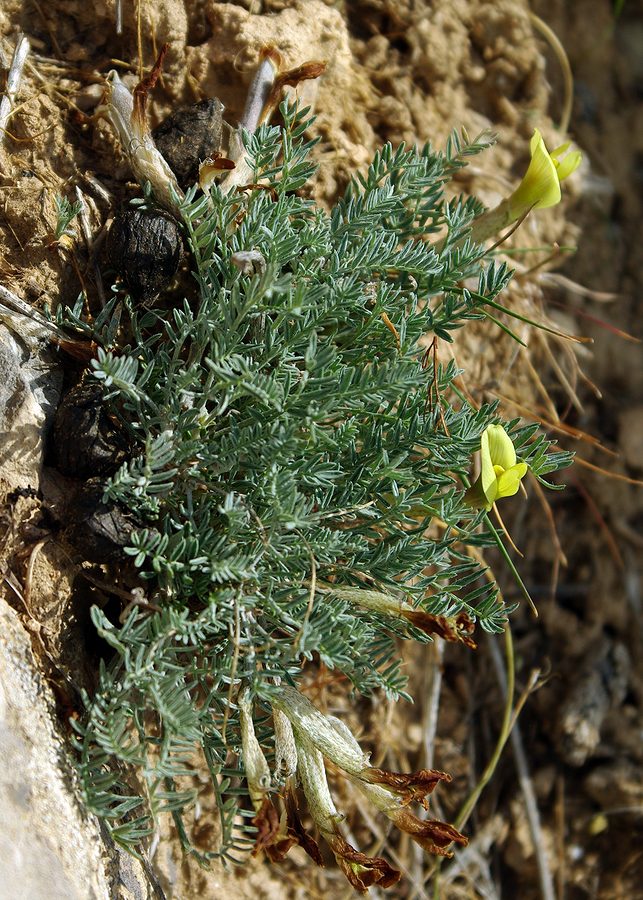 Изображение особи Astragalus dianthus.