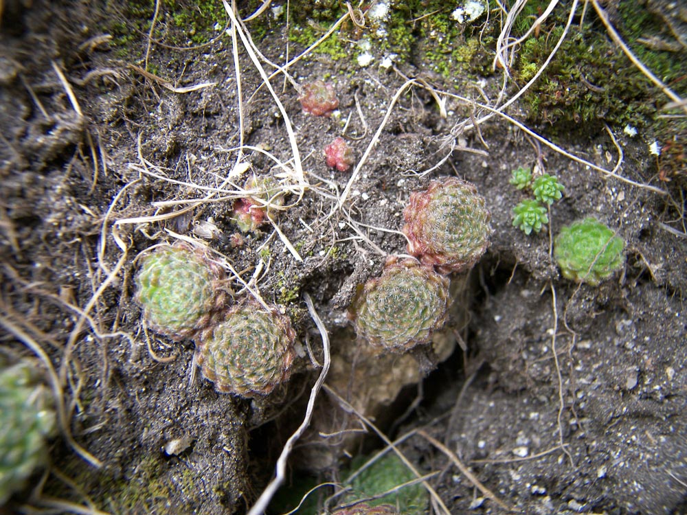 Image of Prometheum pilosum specimen.