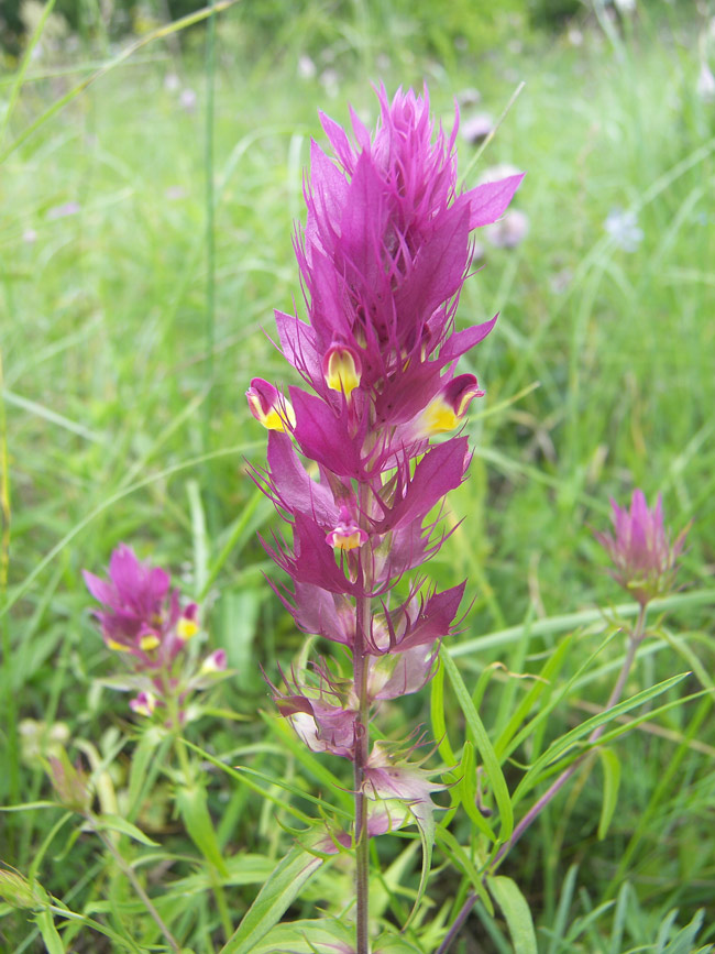 Image of Melampyrum arvense specimen.