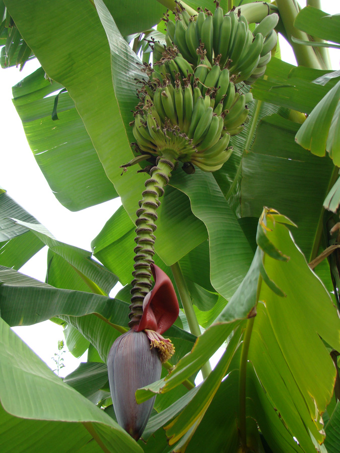 Изображение особи Musa acuminata.