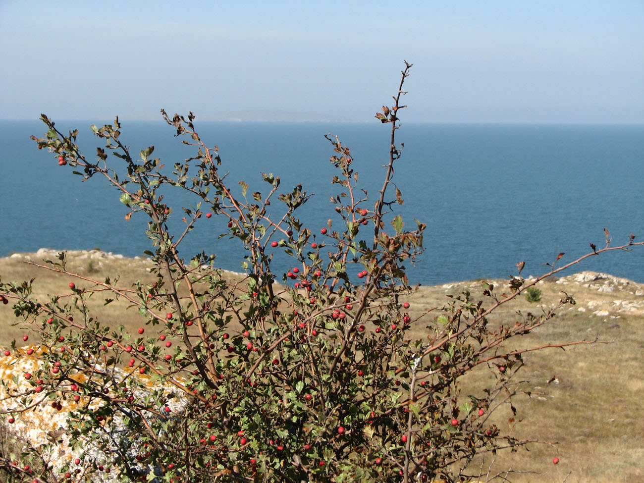 Image of Crataegus fallacina specimen.