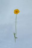 Coreopsis grandiflora