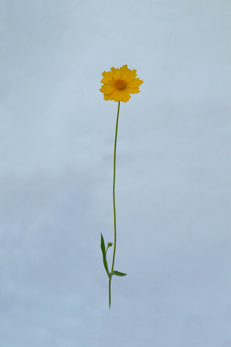 Image of Coreopsis grandiflora specimen.