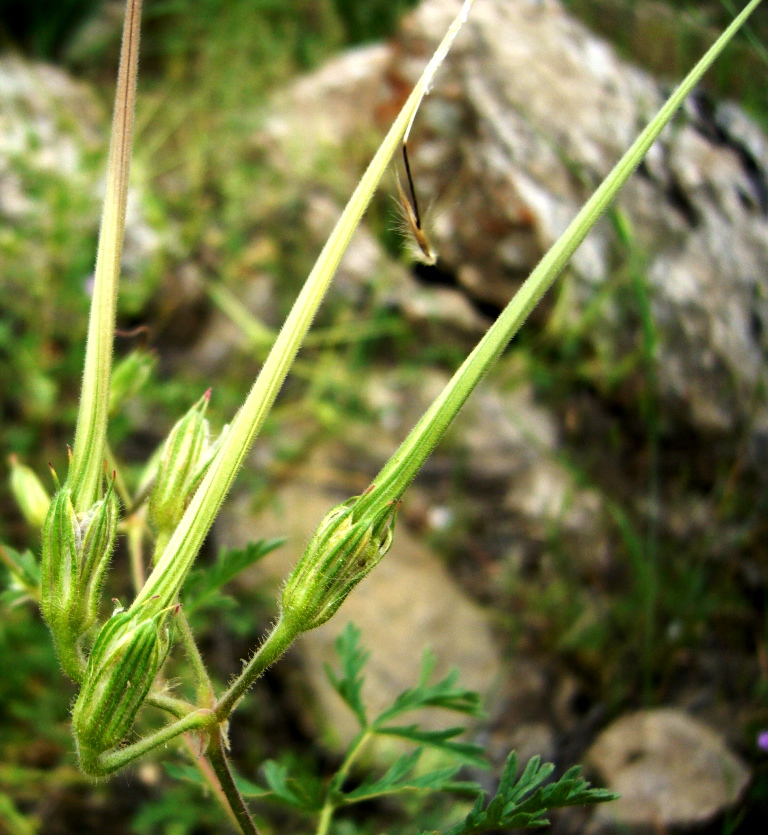 Изображение особи Erodium ciconium.