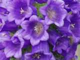 Campanula medium. Часть соцветия. Московская обл., дачный участок. 07.07.2001.