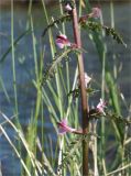 Pedicularis palustris