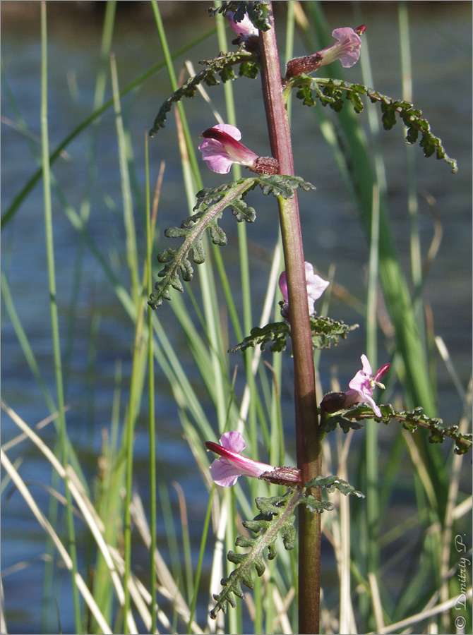 Image of Pedicularis palustris specimen.