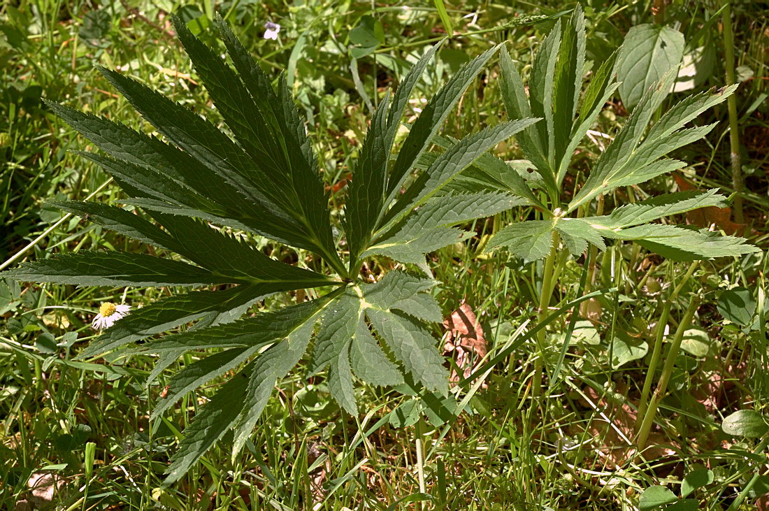 Image of Helleborus purpurascens specimen.