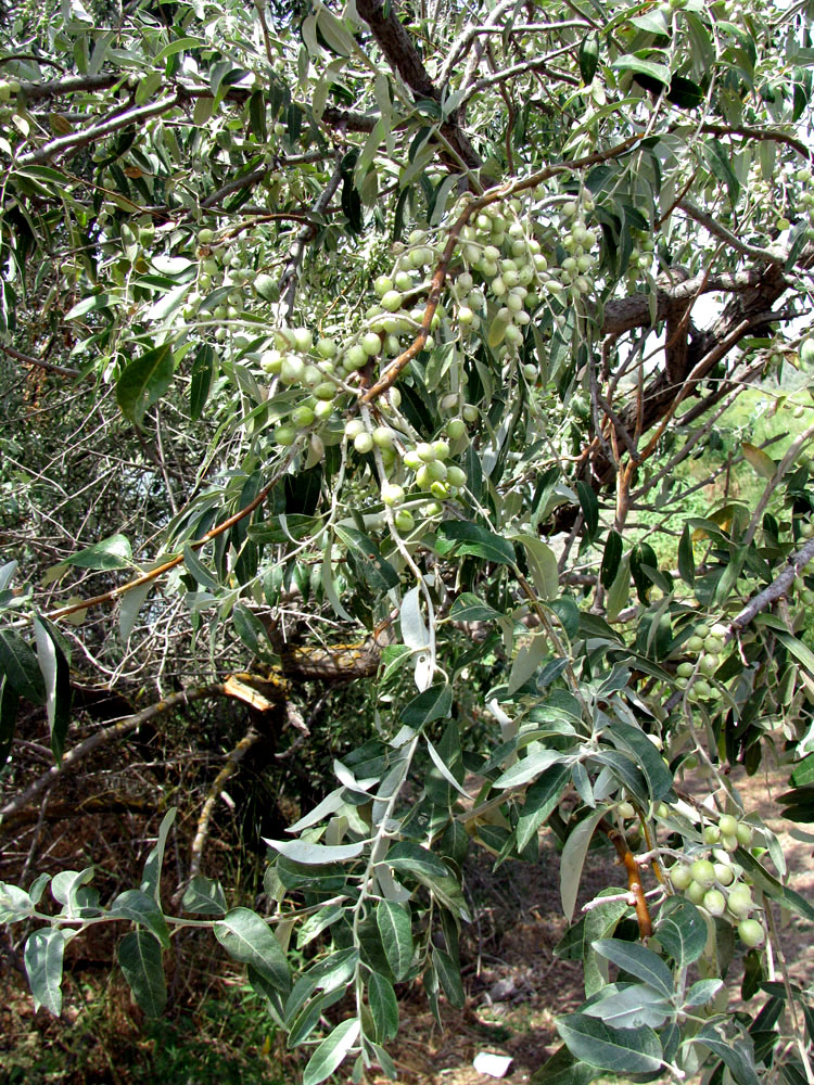 Image of Elaeagnus angustifolia specimen.