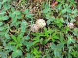 Trifolium fragiferum. Цветущие и плодоносящие растения. Астраханская обл., Камызякский р-н, берег р. Гандурино у переправы возле с. Образцово-Травино. 17.08.2011.