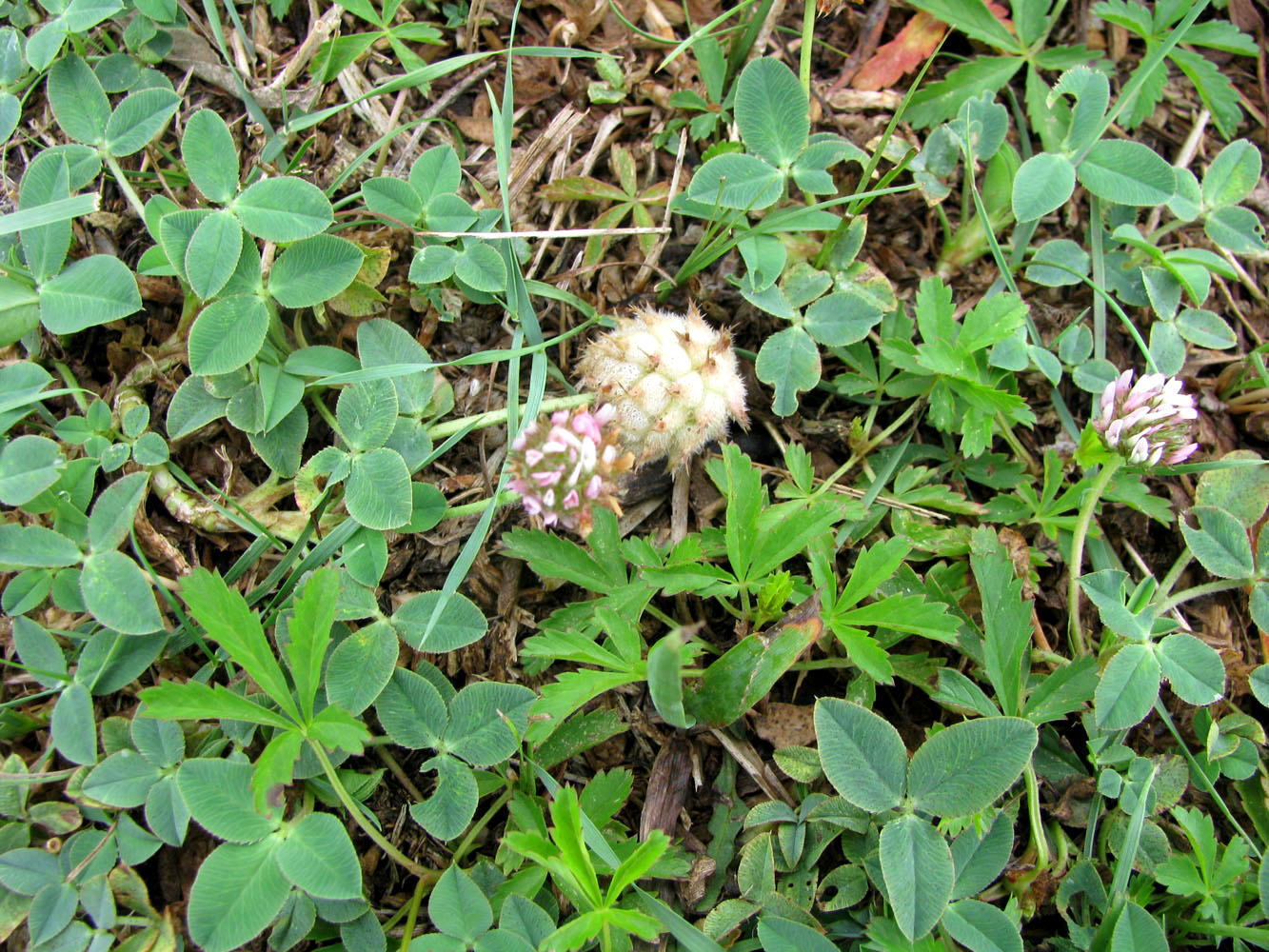 Изображение особи Trifolium fragiferum.