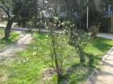 Viburnum × bodnantense. Цветущее растение. Крым, г. Ялта, в культуре. 24 марта 2012 г.