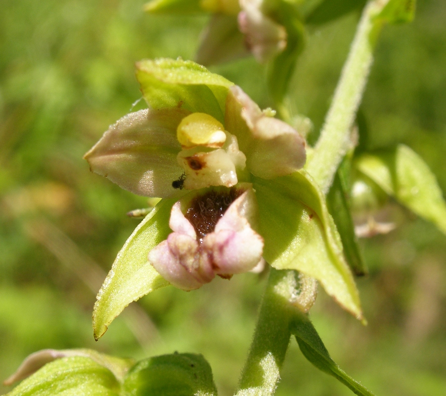 Image of Epipactis helleborine specimen.