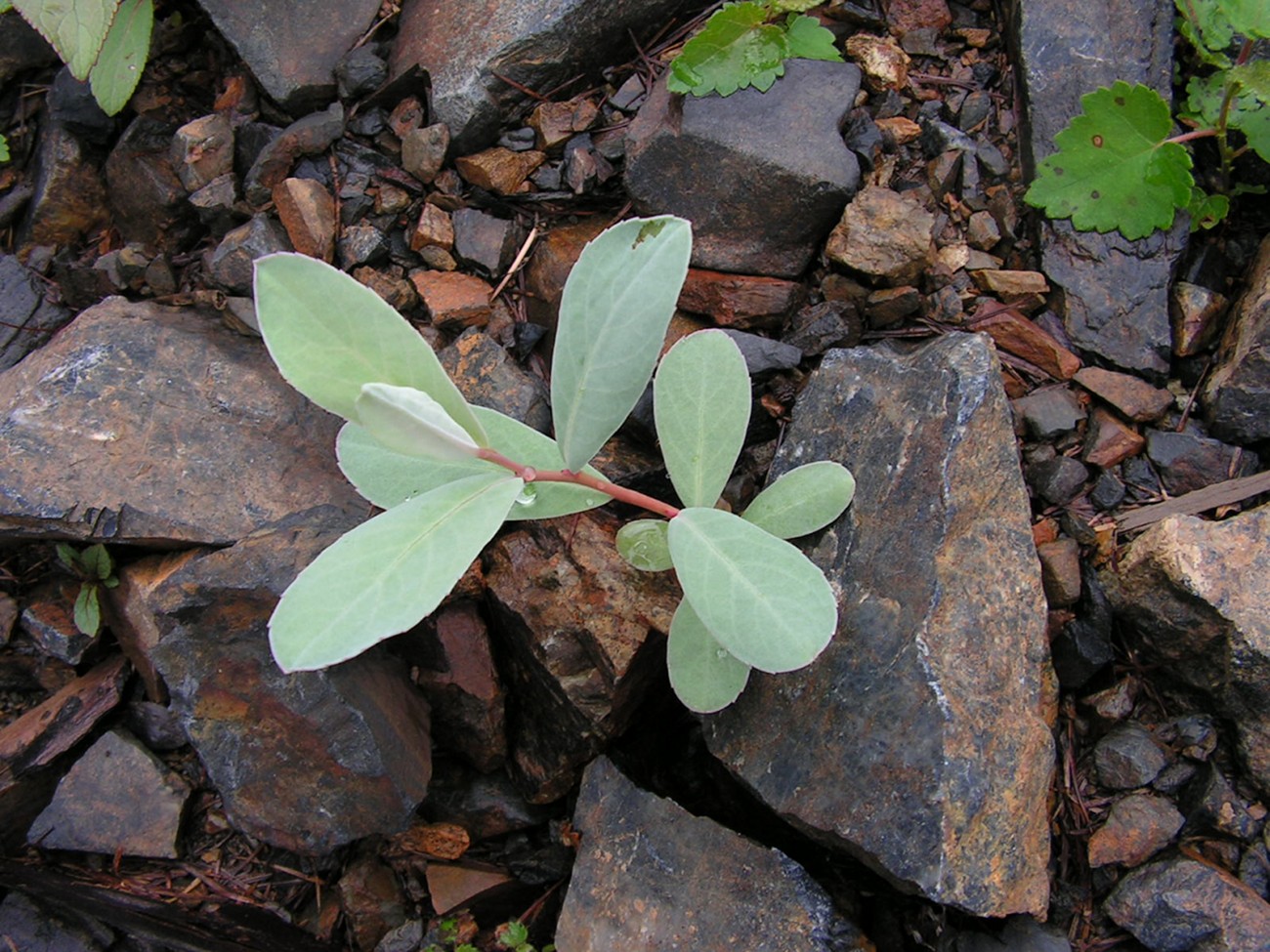 Изображение особи Chosenia arbutifolia.