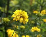 Rudbeckia разновидность hortensia