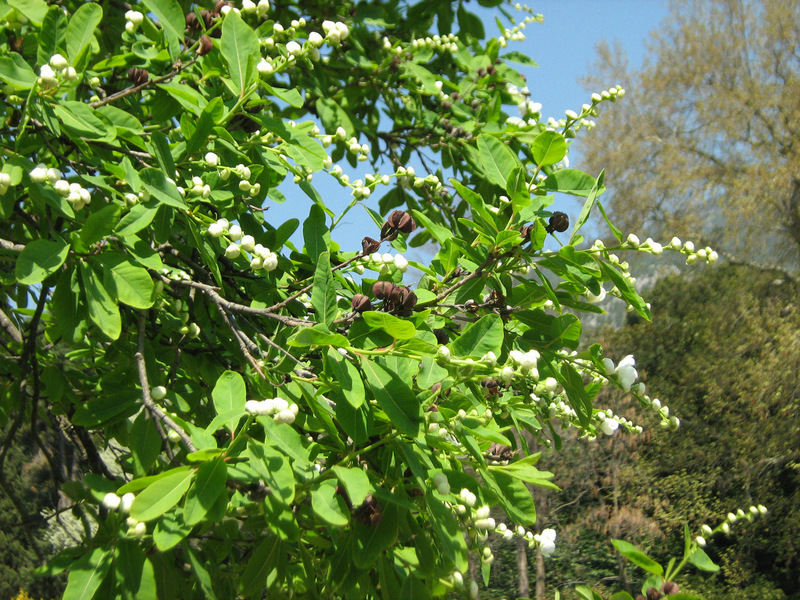 Image of Exochorda korolkowii specimen.