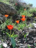 Tulipa affinis