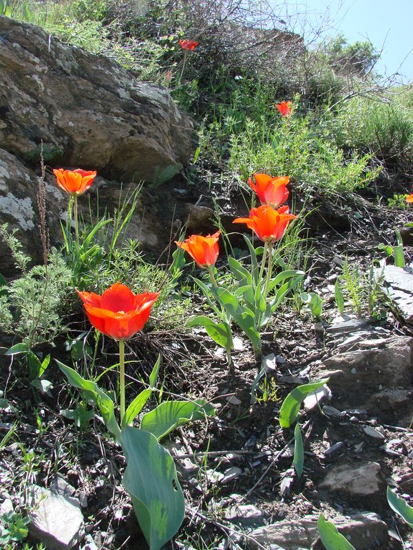 Image of Tulipa affinis specimen.