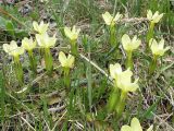 Gentiana oschtenica