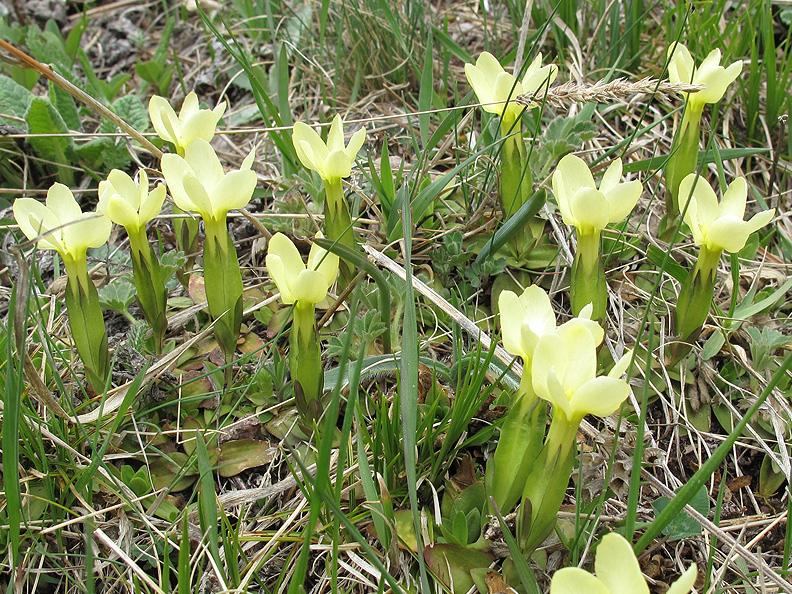 Изображение особи Gentiana oschtenica.