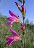 Gladiolus italicus