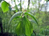 Ulmus glabra. Ветвь. Ленинградская область, г. Гатчина, парк. 13 мая 2012 г.