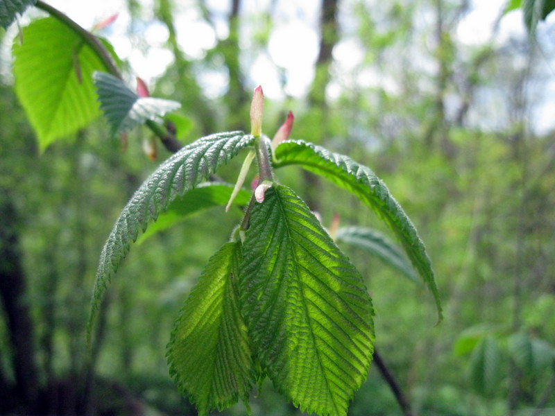 Изображение особи Ulmus glabra.