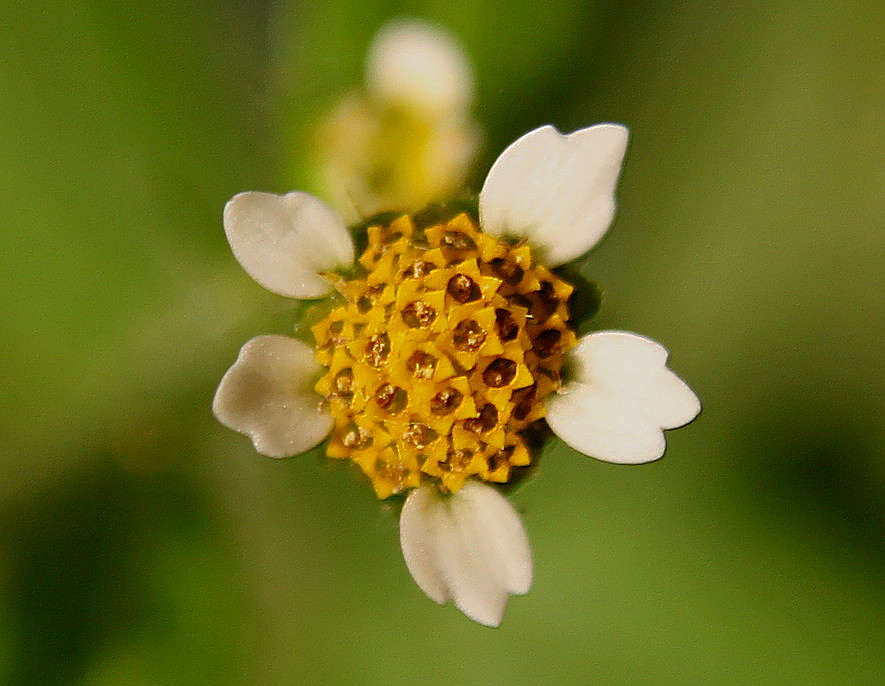 Изображение особи Galinsoga parviflora.