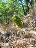 Arum elongatum. Плодоносящее растение с незрелыми плодами. Южный берег Крыма, окрестности пгт Кацивели. 16 июня 2012 г.